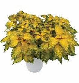Seasonal Annuals: 5" Pot: Coleus Solar Flare
