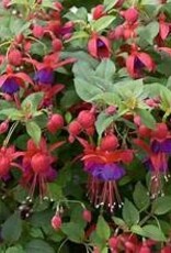 Seasonal Annuals: 5" Pot: Fuchsia Windchimes Basket Dark Eyes