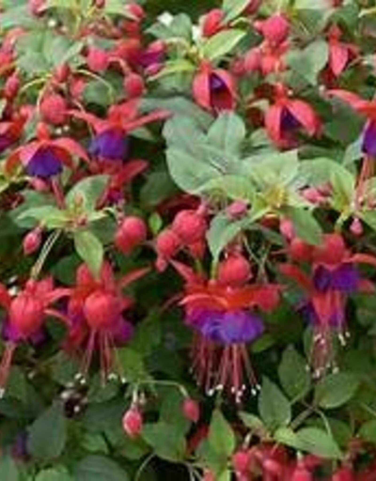 Seasonal Annuals: 5" Pot: Fuchsia Windchimes Basket Dark Eyes