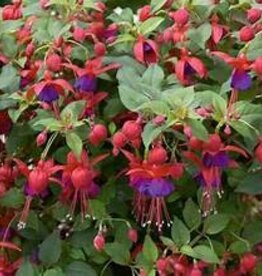 Seasonal Annuals: 5" Pot: Fuchsia Windchimes Basket Dark Eyes