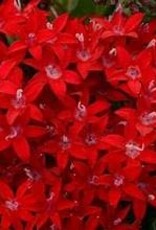 Seasonal Annuals: 5" Pot: Pentas Lucky Star Dark Red