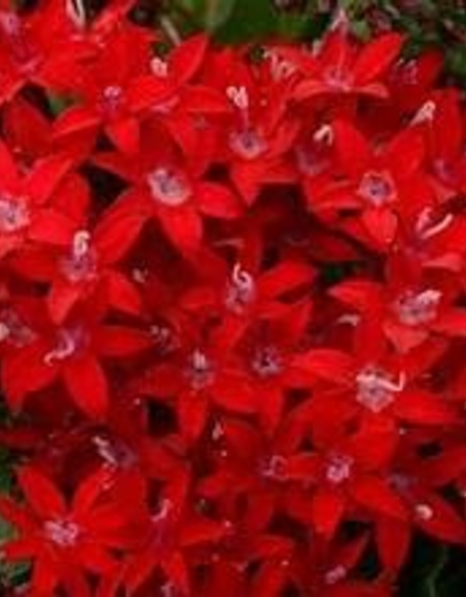 Seasonal Annuals: 5" Pot: Pentas Lucky Star Dark Red