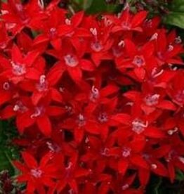 Seasonal Annuals: 5" Pot: Pentas Lucky Star Dark Red
