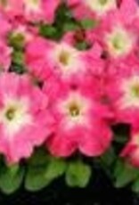 Seasonal Annuals: 5" Pot: Petunia Capella Pink Morn