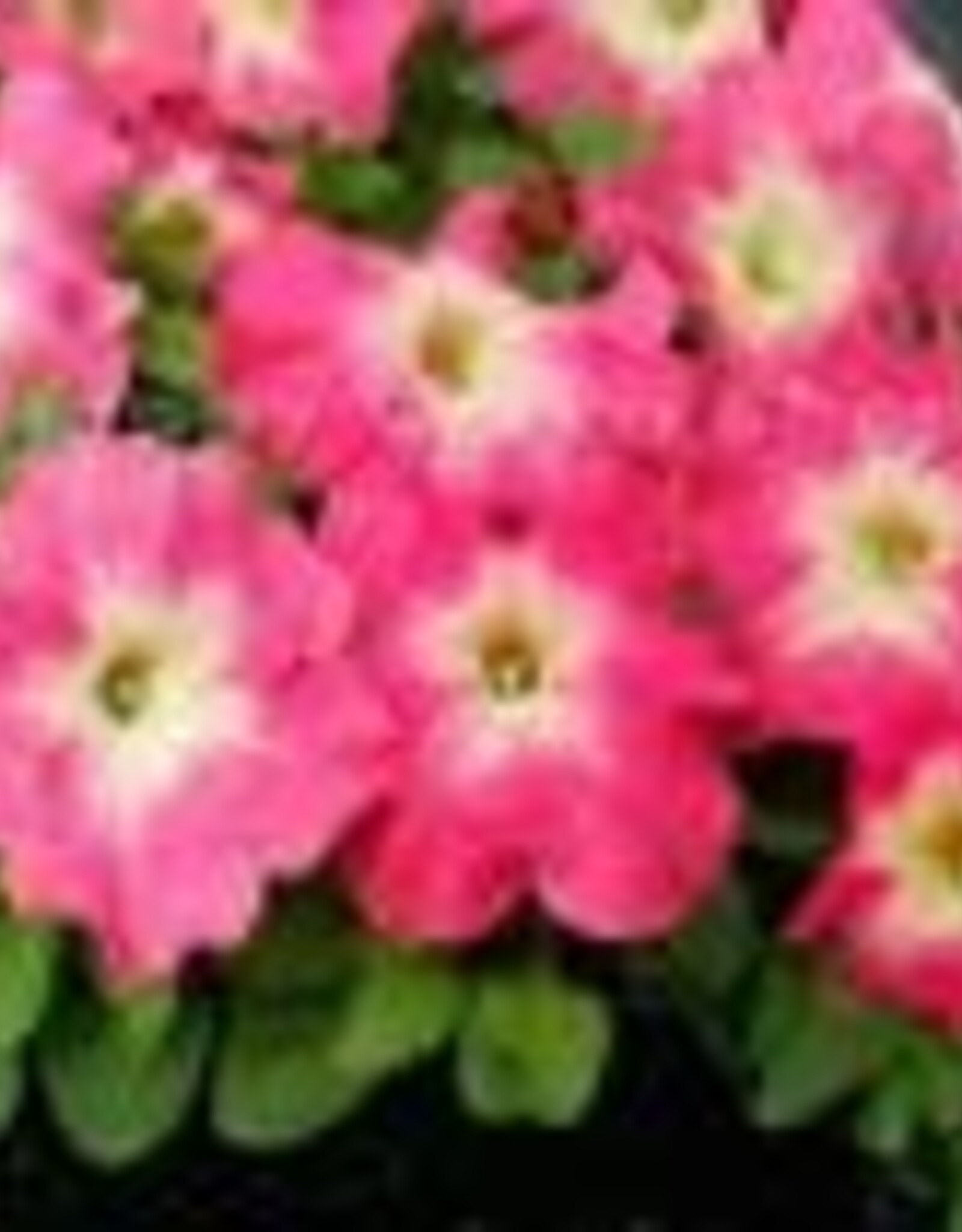 Seasonal Annuals: 5" Pot: Petunia Capella Pink Morn
