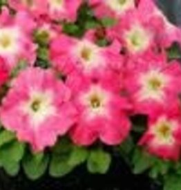 Seasonal Annuals: 5" Pot: Petunia Capella Pink Morn