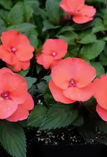 Seasonal Annuals: 5" Pot: Sunpatiens Compact Hot Coral