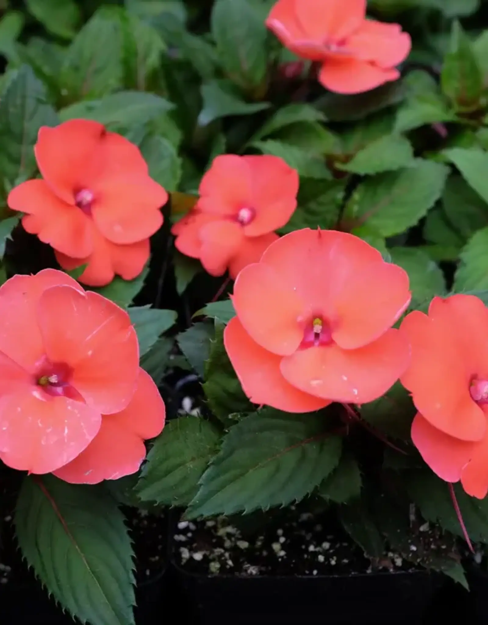 Seasonal Annuals: 5" Pot: Sunpatiens Compact Hot Coral