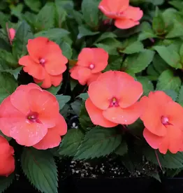 Seasonal Annuals: 5" Pot: Sunpatiens Compact Hot Coral