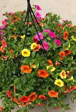 Seasonal Hanging Basket: Calibrachoa 3PPP- Hawaiian Kona Kalani