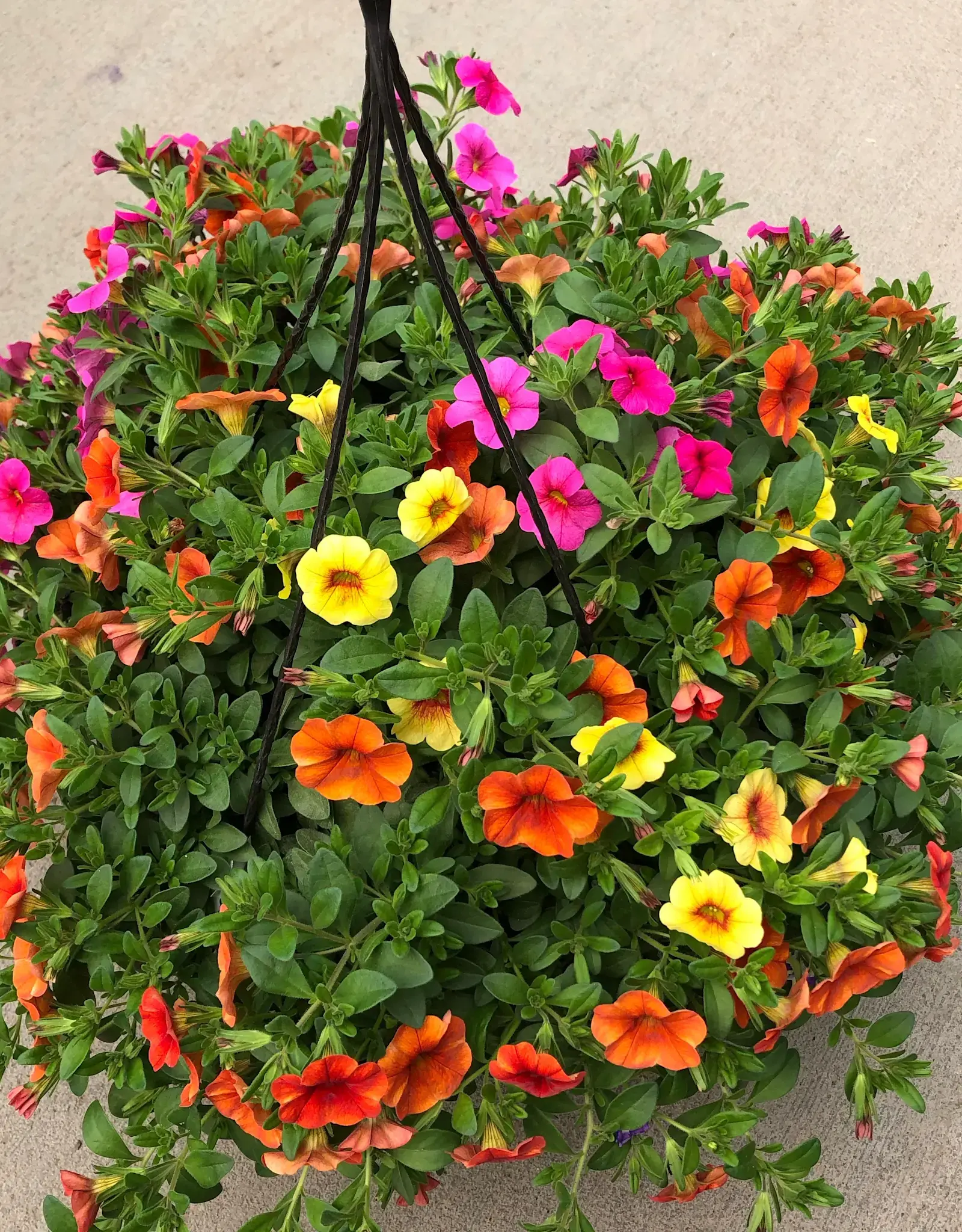 Seasonal Hanging Basket: Calibrachoa 3PPP- Hawaiian Kona Kalani