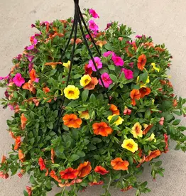 Seasonal Hanging Basket: Calibrachoa 3PPP- Hawaiian Kona Kalani