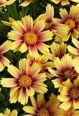 Seasonal Perennials: Coreopsis Solanna Sunset Burst
