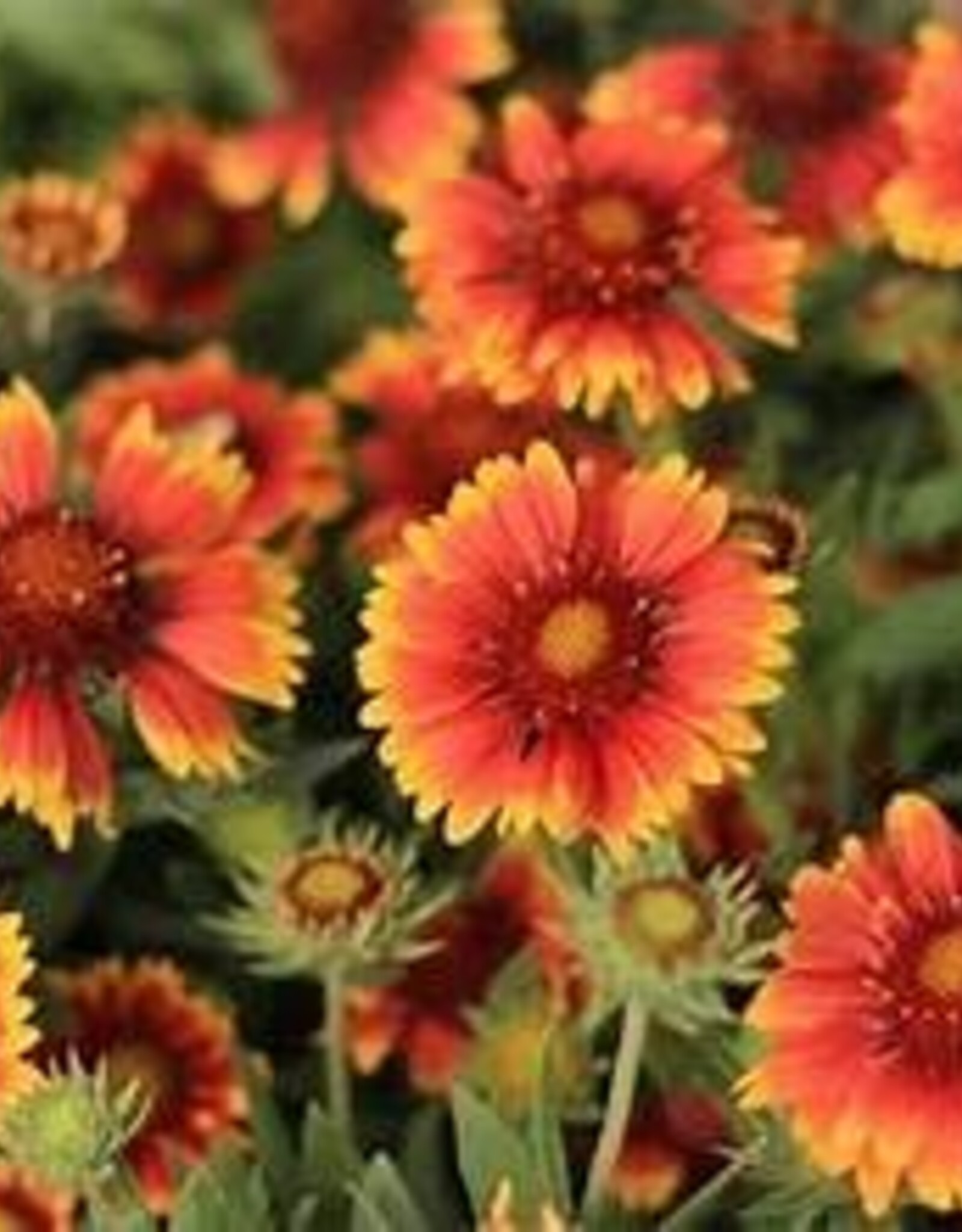 Seasonal Perennials:  Gaillardia Mesa Red    5" Pot