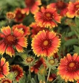 Seasonal Perennials:  Gaillardia Mesa Red    5" Pot
