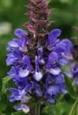 Seasonal Perennial :Salvia Blue Marvel - 5 in pot