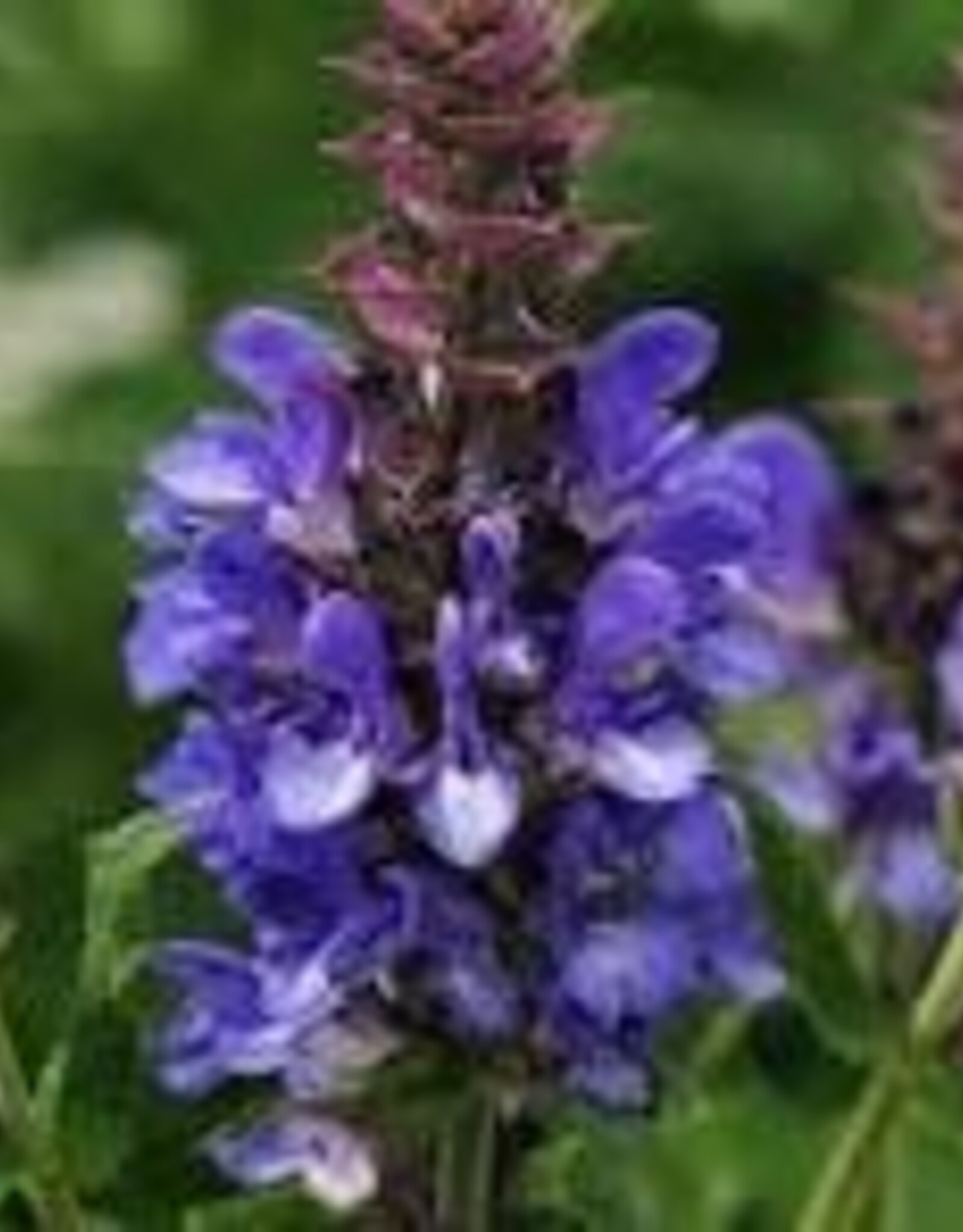 Seasonal Perennial :Salvia Blue Marvel - 5 in pot