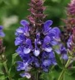 Seasonal Perennial :Salvia Blue Marvel - 5 in pot