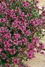 Seasonal Perennials: Thymus  Red Creeping  5" Pot