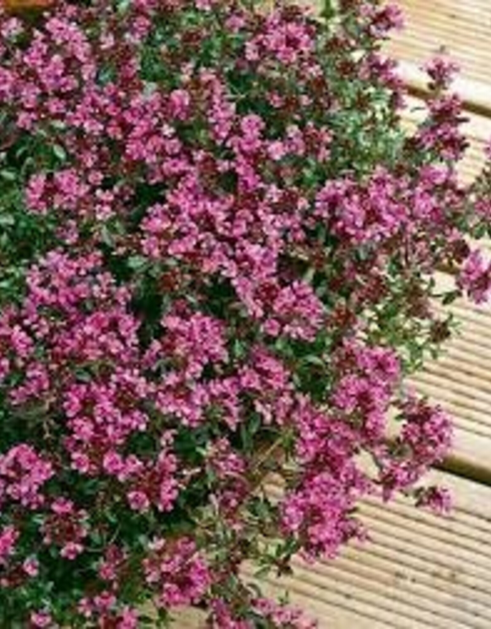 Seasonal Perennials: Thymus  Red Creeping  5" Pot