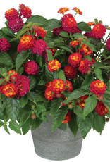 Seasonal 5" Pot: Lantana -Spreading - Heartland Really Red