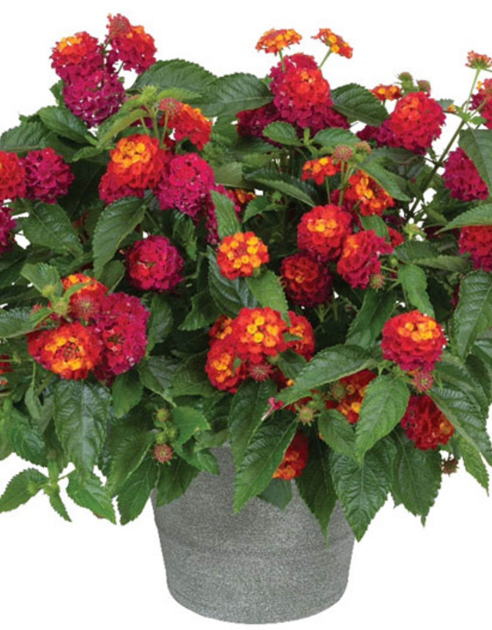 Seasonal 5" Pot: Lantana -Spreading - Heartland Really Red