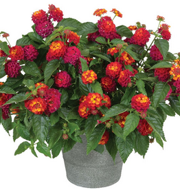 Seasonal 5" Pot: Lantana -Spreading - Heartland Really Red