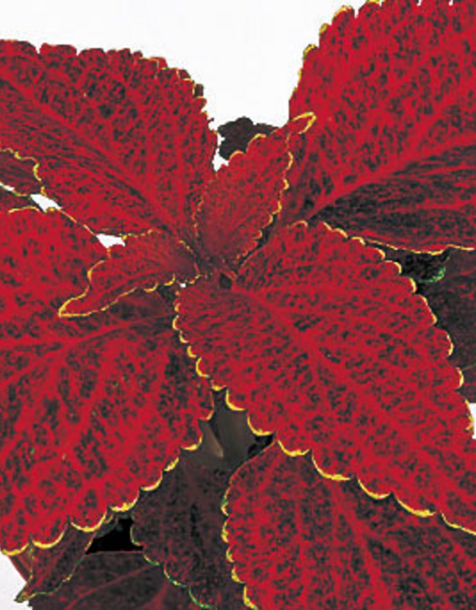 Seasonal Flat - Coleus (Shade) Fairway Red Velvet