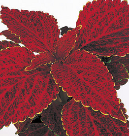 Seasonal Flat - Coleus (Shade) Fairway Red Velvet