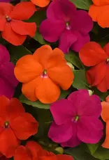 Seasonal Flat - Impatiens Sanibel Mix