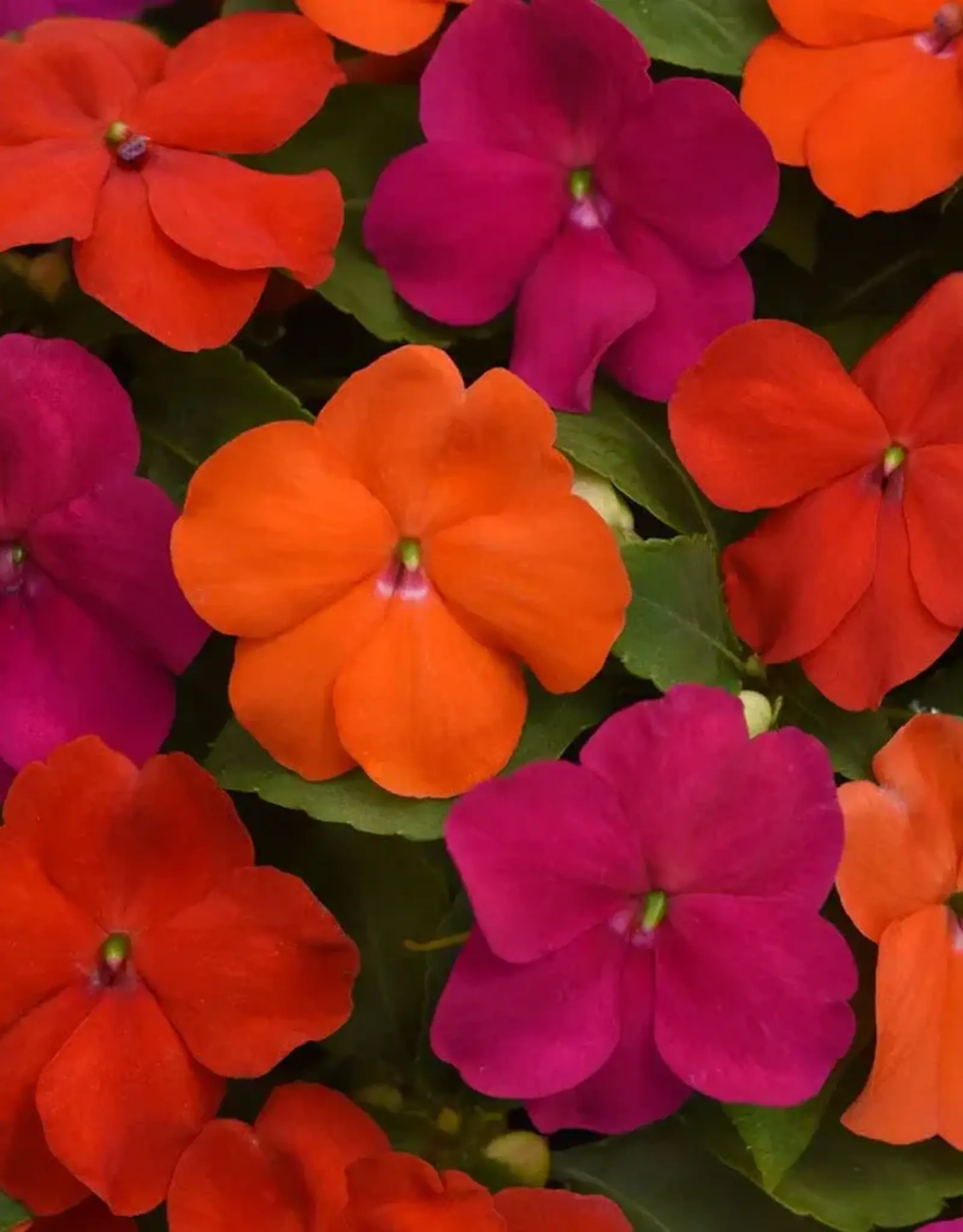 Seasonal Flat - Impatiens Sanibel Mix