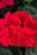 Seasonal Tub: Geraniums - Super Moon Red 12" Tub