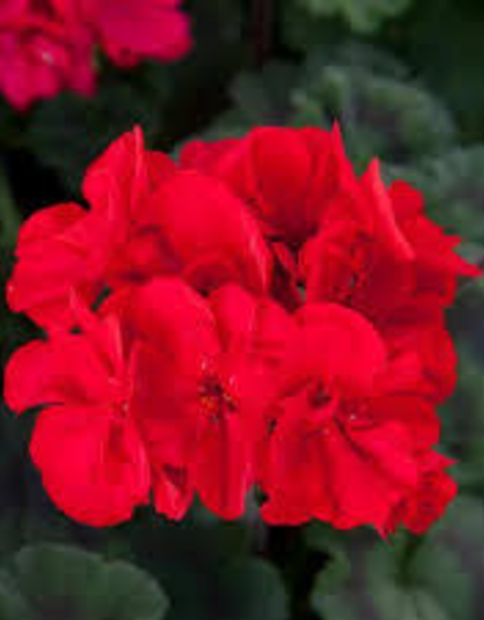 Seasonal Tub: Geraniums - Super Moon Red 12" Tub
