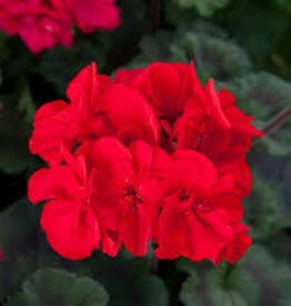 Seasonal Tub: Geraniums - Super Moon Red 12" Tub