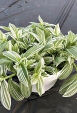 Seasonal Small Pots & Fillers: Tradescantia Pistachio White