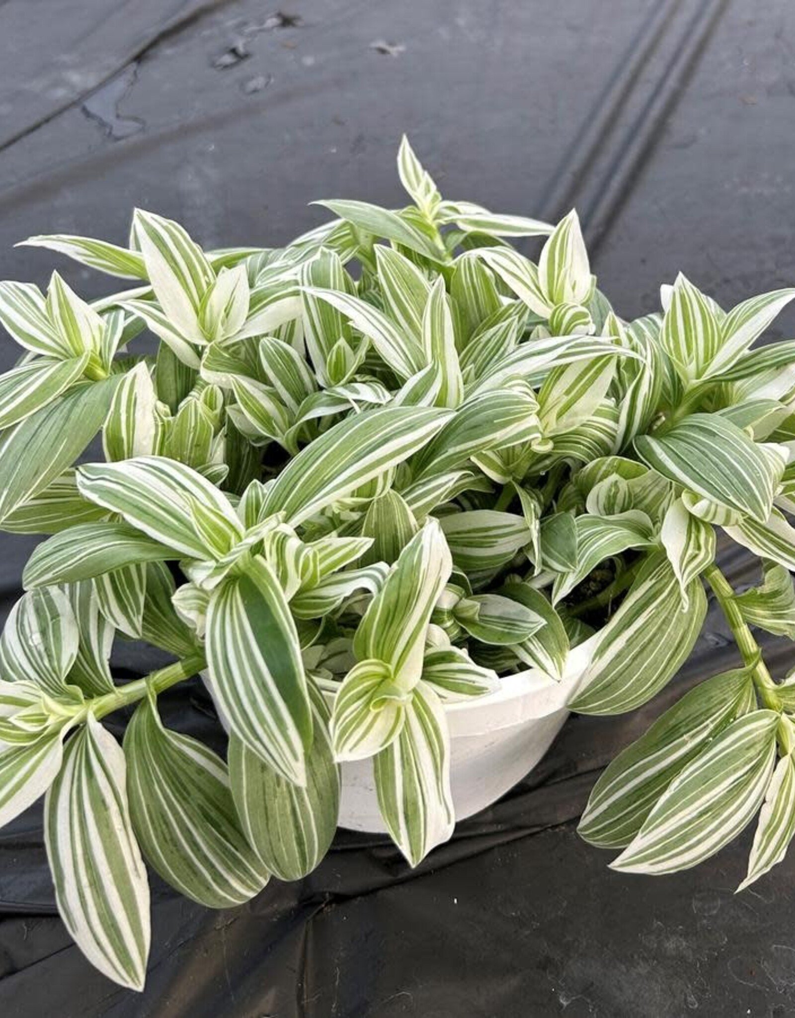 Seasonal Small Pots & Fillers: Tradescantia Pistachio White