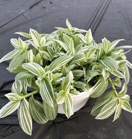 Seasonal Small Pots & Fillers: Tradescantia Pistachio White