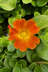 Seasonal Annuals 5" Pot: Purslane  Mega Pazzaz Orange