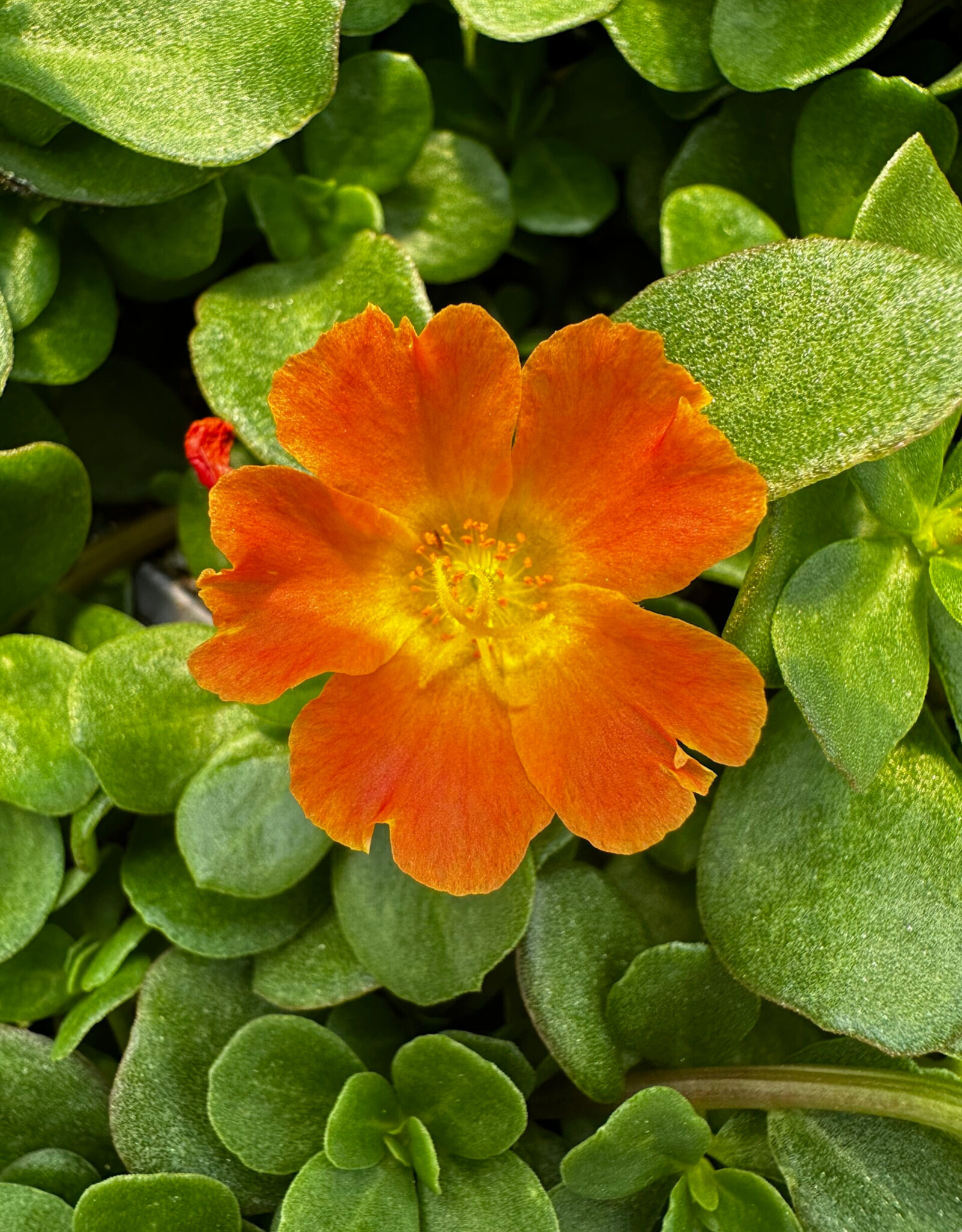 Seasonal Annuals 5" Pot: Purslane  Mega Pazzaz Orange