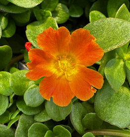Seasonal Annuals 5" Pot: Purslane  Mega Pazzaz Orange
