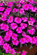 Seasonal Annuals: 5" Pot: Sunpatiens Compact Purple Candy