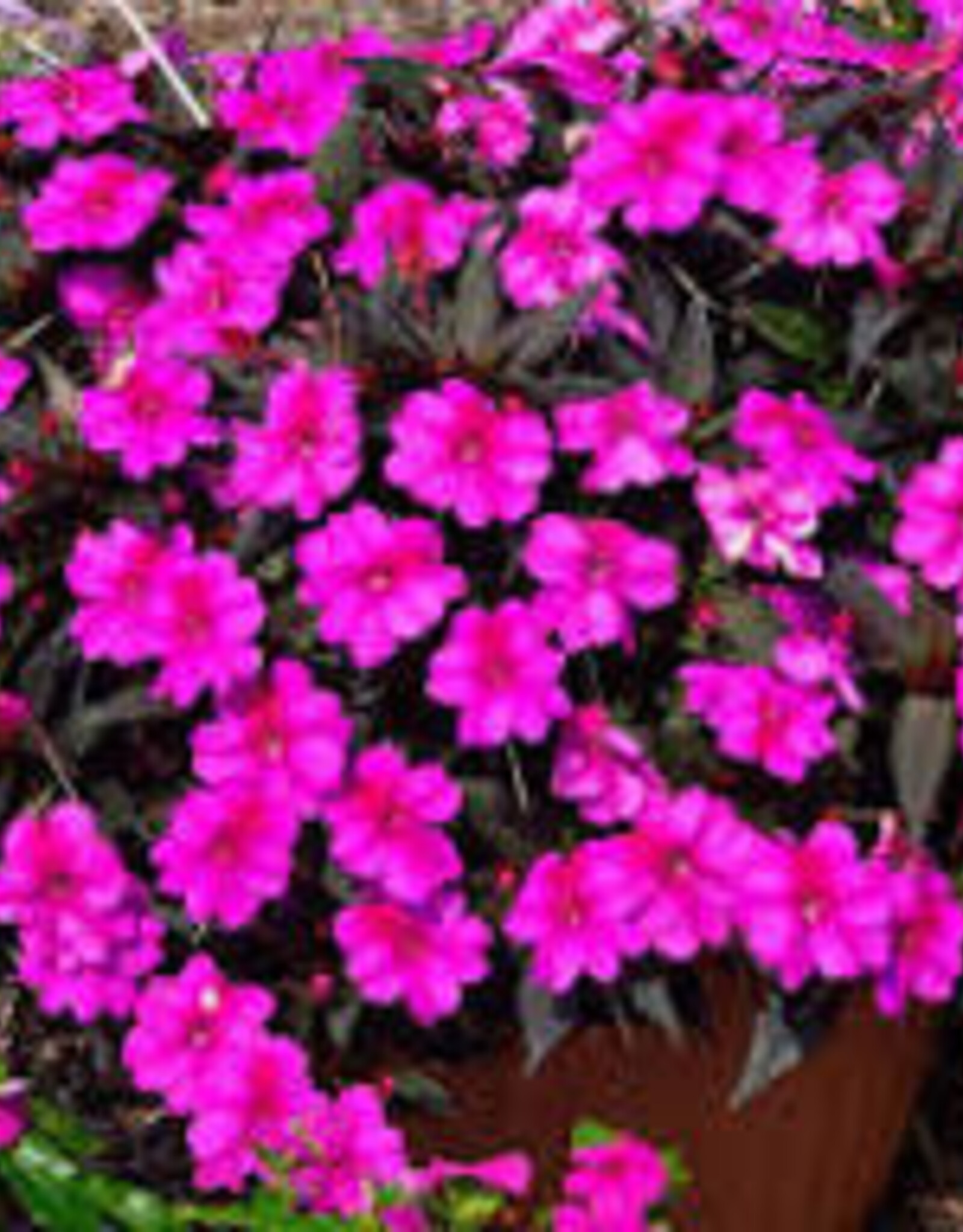 Seasonal Annuals: 5" Pot: Sunpatiens Compact Purple Candy