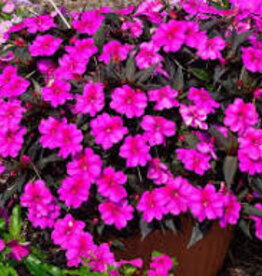 Seasonal Annuals: 5" Pot: Sunpatiens Compact Purple Candy