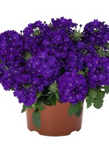 Seasonal Annuals: 5" Pot: Verbena Empress SunKiss Blue Charme