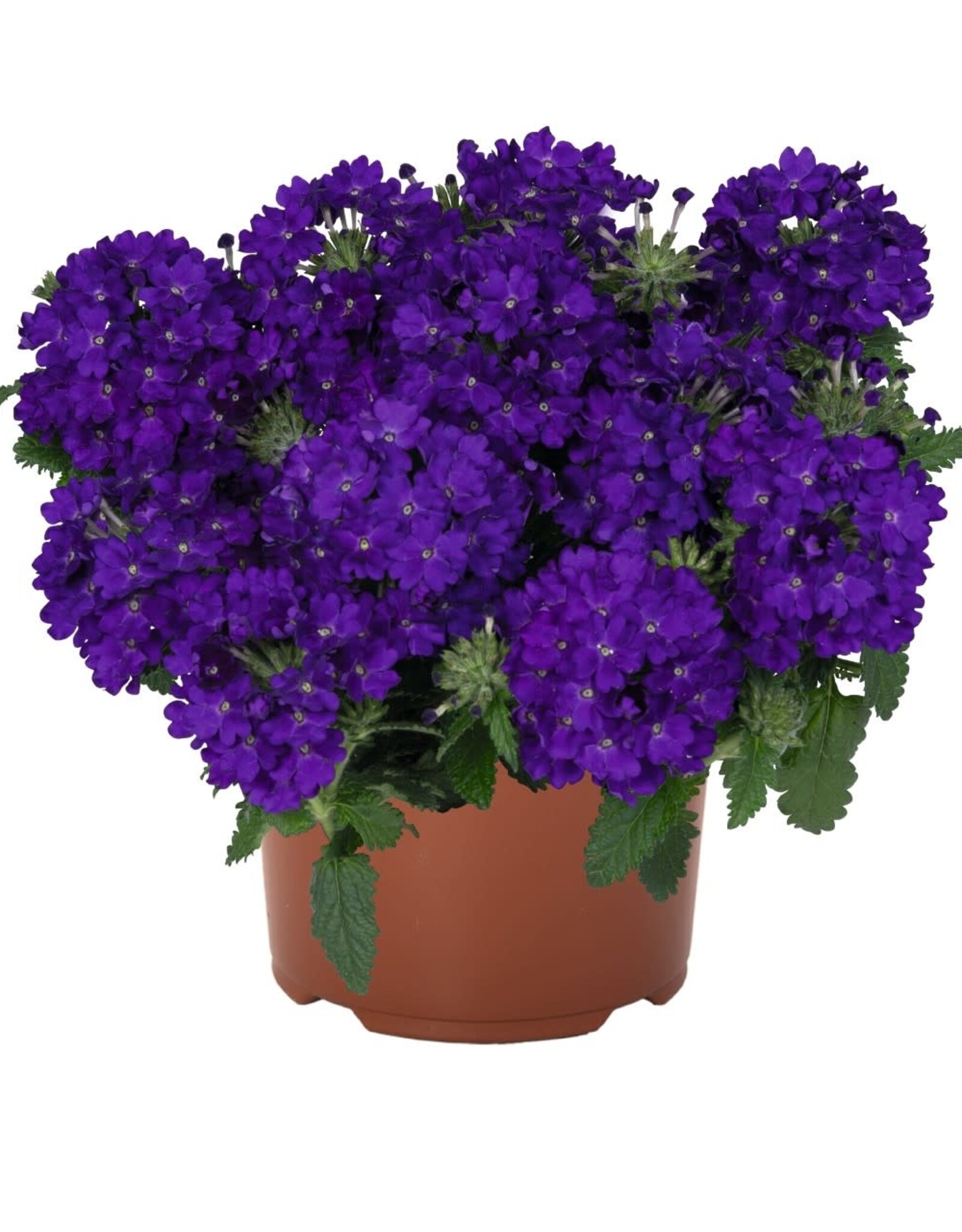 Seasonal Annuals: 5" Pot: Verbena Empress SunKiss Blue Charme