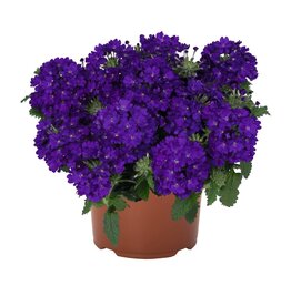 Seasonal Annuals: 5" Pot: Verbena Empress SunKiss Blue Charme