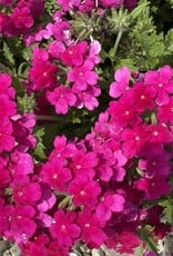Seasonal Annuals: 5" Pot: Verbena Empress Sun Kiss Pink Lemonade