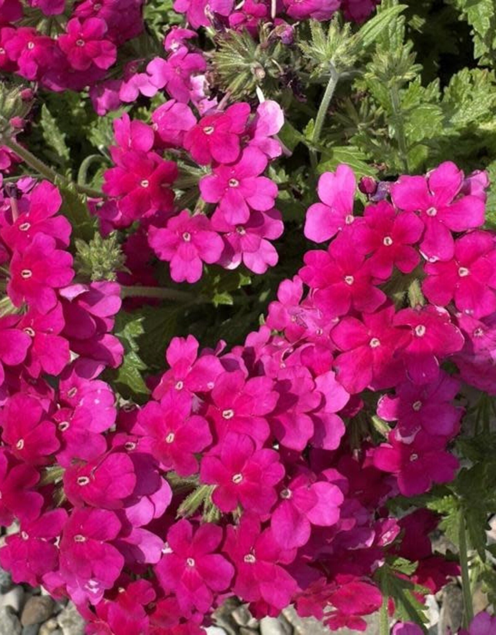 Seasonal Annuals: 5" Pot: Verbena Empress Sun Kiss Pink Lemonade