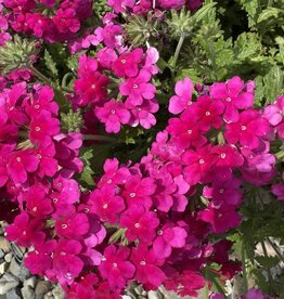 Seasonal Annuals: 5" Pot: Verbena Empress Sun Kiss Pink Lemonade