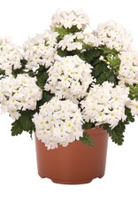 Seasonal Annuals: 5" Pot: Verbena Empress Sun Kiss White